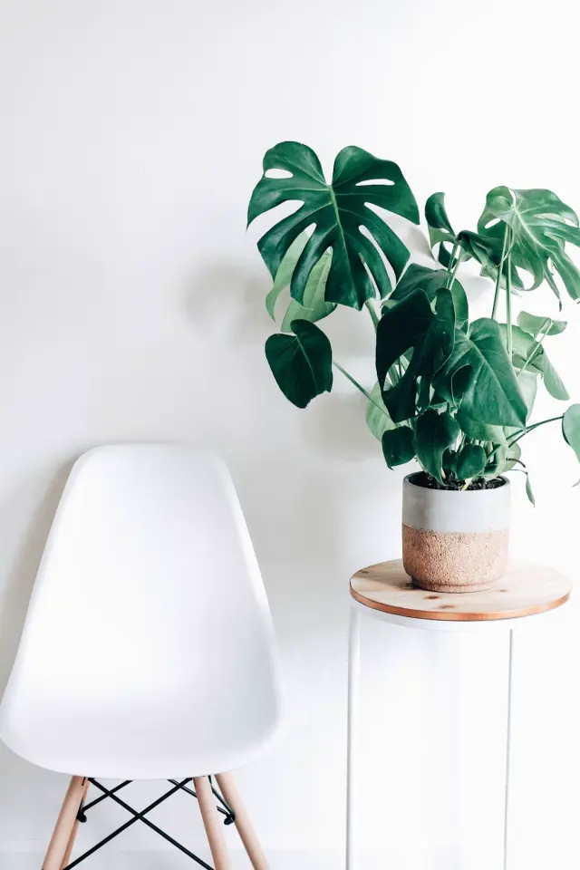 Collection of lush green indoor houseplants including snake plant pothos and zz plant in clay pots